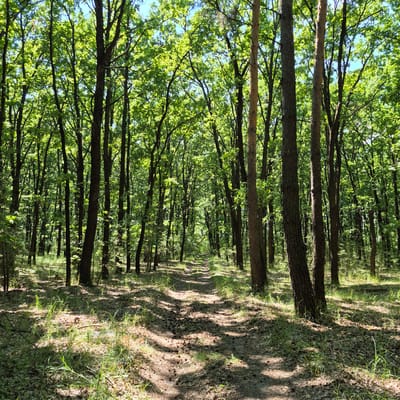 This media file depicts a sun-dappled forest path in Chmyrivka, Ukraine. The scene is dominated by a dense stand of trees with lush green foliage, creating a canopy overhead. The sun's rays filter through the leaves, casting dappled shadows on the forest floor, which is covered with a mixture of dry leaves and sparse green grass. A narrow, winding path can be seen leading into the distance, suggesting a tranquil, natural setting. The time of day appears to be midday or early afternoon, given the bright sunlight and strong shadows. The overall atmosphere is peaceful and serene, evoking a sense of being immersed in nature. There are no people or man-made objects visible, focusing solely on the natural beauty of the forest.