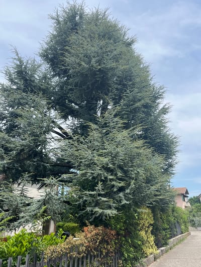 The image depicts a street in Castiglione delle Stiviere, Italy, featuring a large evergreen tree with a gray-green canopy, likely a type of cedar. The tree dominates the upper half of the frame, with its branches extending across the sky, which is a pale blue with scattered white clouds. Beneath the tree, a fence with vertical gray planks is visible, partially obscured by dense green foliage and some dried, brownish vegetation. Beyond the fence, a white building with a window grille is partially visible, as are other residential buildings with red-tiled roofs in the background. A paved pathway or sidewalk runs along the right side of the image, leading away from the viewer. The overall scene suggests a residential area with a focus on natural elements and the built environment.