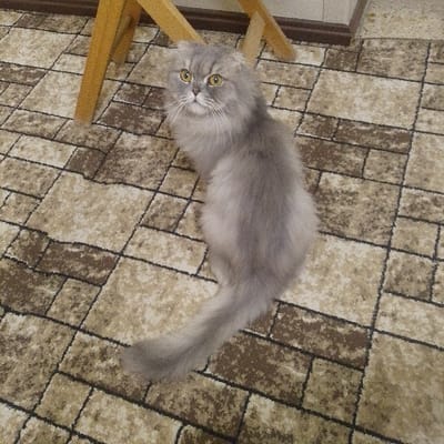 A gray, fluffy cat with yellow eyes sits on a patterned carpet. The cat is looking upwards with a slightly worried expression. Behind the cat is the wooden frame of a chair. The carpet has a repeating pattern of light tan and brown, arranged in a brick-like pattern. The lighting is soft and even, giving the image a warm tone.