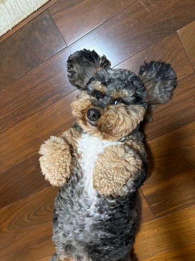 A miniature poodle, with curly black, gray, and tan fur, lies on its back on a polished wooden floor. Its front paws are raised in the air, and its head is tilted slightly to the left, with its dark eyes looking directly at the camera. The dog has large, fluffy ears that stand out against the dark wood. The floorboards are oriented diagonally across the frame, with subtle variations in color and grain visible. To the top left of the frame, a portion of a light-colored rug or mat is visible. The scene appears to be indoors, possibly in a home.