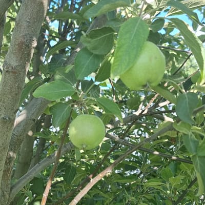 The image shows a close-up of an apple tree branch with two green apples. The apples are round and unripe. They are surrounded by green leaves and the rough bark of the tree. The background is out of focus and shows sunlight filtering through the leaves, creating a dappled effect. The image appears to be taken outdoors in a natural setting.