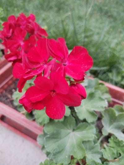 The media file shows a close-up of several bright red geranium flowers in a reddish-brown planter. The flowers have five petals each and appear to have small water droplets on them. The leaves of the geraniums are a vibrant green, with a lobed shape. The background is softly blurred, showing more green foliage and some of the textured surface of the planter. The lighting suggests it could be daytime, possibly overcast or in shade, as there are no harsh shadows. The setting appears to be an outdoor garden or patio. The image is focused on the floral subject, with no people or other objects clearly visible. There is no visible text in the image. The scene conveys a sense of natural beauty and the fresh appearance of the flowers.
