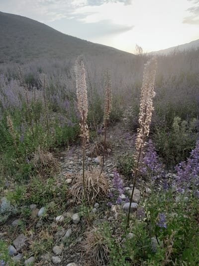 The image depicts a natural landscape with rolling hills covered in low-lying vegetation and scattered rocks. In the foreground, three tall, dried flower stalks stand prominently. The largest stalk, positioned in the center right, is a pale, dried beige. To its left, another similar stalk is slightly shorter, and further left, a third, thinner stalk is visible with some green buds at its top. The ground is a mix of dry grasses, green foliage, and numerous grey and white stones of varying sizes. In the background, a vast expanse of purple wildflowers blankets the hillside, extending towards the horizon. The sky above is partly cloudy with soft sunlight filtering through. The scene appears to be an outdoor, rural environment, possibly in a mountainous region. The specific location of Кыргыз-Каба, Kyrgyzstan, is not directly discernible from the visual elements present.