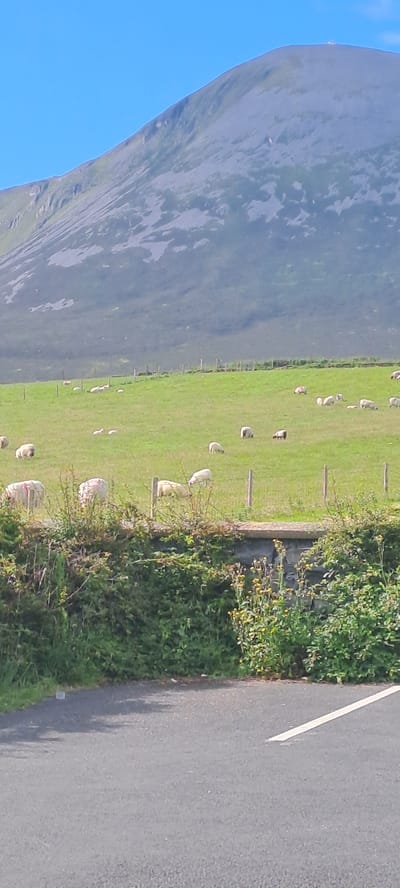 A flock of sheep grazes on a verdant hillside under a clear blue sky. In the background, a majestic mountain range rises, its slopes covered in a patchwork of muted greens and grays. A low stone wall, overgrown with lush green foliage and dotted with yellow wildflowers, runs across the foreground, separating the grassy field from a paved road. The road, marked with a white line, is visible at the bottom of the frame. The scene evokes a sense of tranquility and rural beauty.