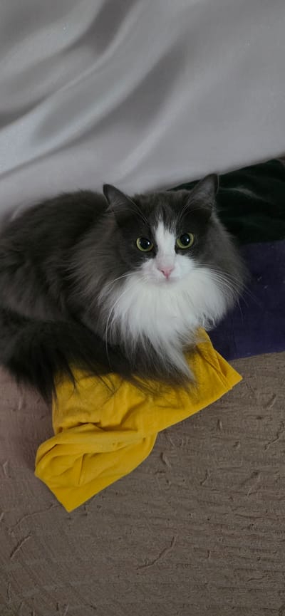 A medium shot, high-angle view shows a fluffy gray and white cat with green eyes looking directly at the camera. The cat is positioned on top of a yellow fabric that is draped over what appears to be a sofa or chair. Behind the cat, a wrinkled white fabric is visible, along with dark green and purple fabrics. The background is out of focus. The image does not contain any information about the city of Lensk, Russia.
