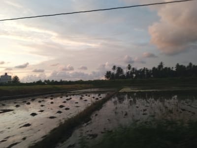 A serene evening scene unfolds in the rice paddies of Payarangkuluh, Indonesia. The sky above is a canvas of soft, muted colors, with wispy clouds tinged with pink and orange, hinting at the setting sun. A thin, black wire stretches horizontally across the upper portion of the frame, a subtle interruption to the natural beauty.
The foreground is dominated by flooded rice fields, reflecting the twilight sky. Numerous small mounds of dark soil, likely recently planted or prepared for planting, are visible scattered across the water's surface, creating a textured, almost abstract pattern. The water itself mirrors the sky and the surrounding greenery, adding depth and a sense of tranquility to the scene.
To the left, a modern, two-story building with a white facade and a reddish-brown roof stands out against the natural landscape, suggesting the proximity of habitation. Beyond the rice fields, a dense line of palm trees and other vegetation forms a dark, silhouetted barrier against the horizon, their fronds reaching upwards towards the sky. The overall impression is one of peaceful agricultural life at dusk, a quiet moment captured in a rural Indonesian setting.