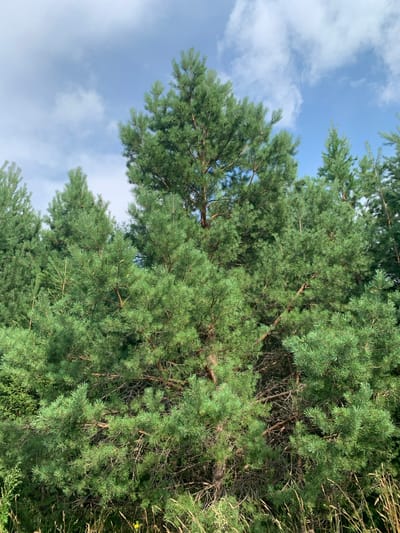 This is a vertical, outdoor, eye-level, medium shot of a dense forest of pine trees under a cloudy blue sky. The trees are lush green and fill the frame from bottom to top. The foreground shows dry grass and a few small yellow flowers. The pine trees are tall and their branches are thick with needles. Some of the trees are taller and more prominent than others, creating a sense of depth. The sky is a bright blue with scattered white clouds. The overall impression is one of a natural and serene environment. This image was taken in the city of Osh'ya, Russia.