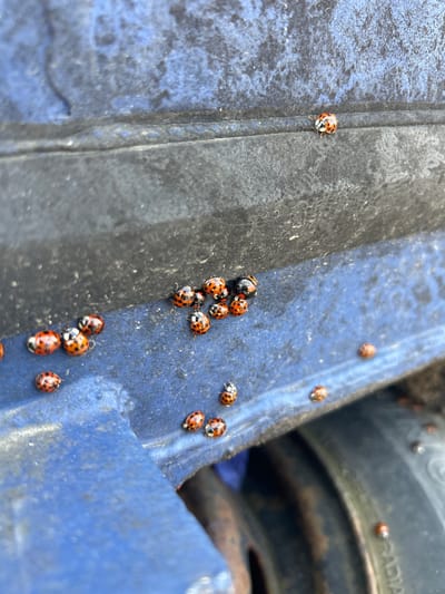 The image shows a close-up of a surface with numerous ladybugs, some clustered together. The surface is blue, with a portion that is black, and appears to be textured and somewhat weathered. There are also black radial car tires in the background. The ladybugs are orange with black spots. No people are visible. The scene appears to be located in Rutherglen, United Kingdom. The context suggests the ladybugs are either overwintering or have been attracted to the surface.
