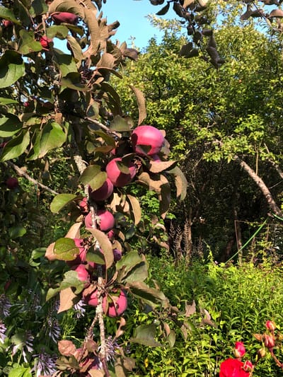 The image shows a close-up view of a tree branch laden with ripe, dark red apples, set against a backdrop of lush green foliage and a bright blue sky. The apples are clustered together, with some partially obscured by the tree's leaves. The leaves are a mixture of green and reddish-brown, indicating they may be from a variety of apple tree known for its dark foliage or that it's late in the season. The tree branch itself is gnarled and textured, with visible lichen growth. In the background, dense green trees and bushes create a sense of an orchard or garden. Further in the background, hints of a fence and possibly some flowering plants are visible, suggesting a rural or semi-rural setting. The lighting suggests it is daytime, with sunlight illuminating the fruit and leaves. The image does not contain any people or animals. The overall impression is one of abundance and the natural beauty of a fruit-bearing tree in an outdoor environment. The specific location mentioned, Красная Пресня Снт, Russia, implies this is likely a dacha or garden plot within a horticultural cooperative in that area.