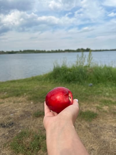 A person's hand, with a manicured white fingernail on the index finger, is holding a single, shiny, red nectarine. The nectarine is positioned in the foreground, with the hand extending into the frame from the bottom right. The background is out of focus and depicts a body of water with a distant shoreline covered in green vegetation. The sky above is overcast with pale blue and white clouds. The overall scene appears to be an outdoor setting, possibly a park or natural area near a body of water. The location is identified as Tasheba, Russia.