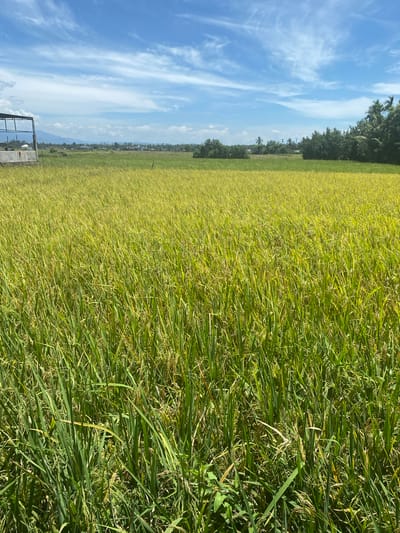 The image shows a lush, green rice field under a partly cloudy sky in Matangjareung, Indonesia. The rice plants are dense and appear to be nearing harvest. A line of trees is visible along the horizon, separating the field from the sky. In the distance, a few buildings and possibly a mountain range can be discerned through the haze. In the foreground, a partially visible metal structure stands, likely part of a farm building or irrigation system.