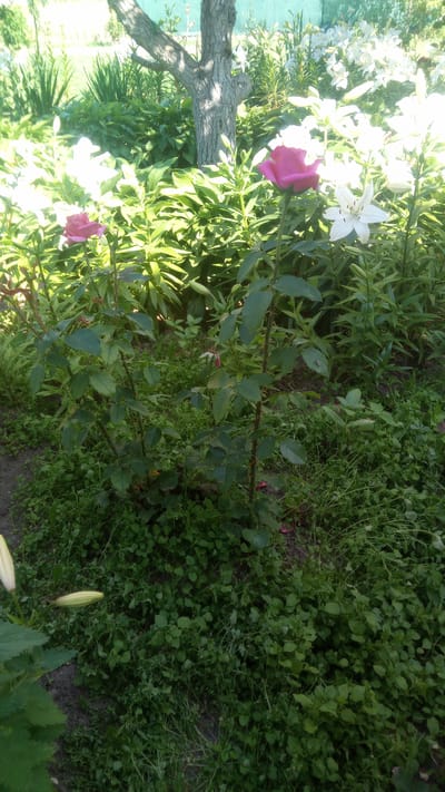 In a garden in Pereiaslav, Ukraine, a rose bush with several green leaves and thorny stems stands in the foreground. Two roses, one pink and one reddish-pink, are in bloom on the bush. Behind the rose bush, a cluster of white lilies are in bloom. A tree trunk, partially visible, stands to the left of the lilies. The ground is covered in green grass and some dirt paths. Two unopened lily buds are visible in the lower left corner.