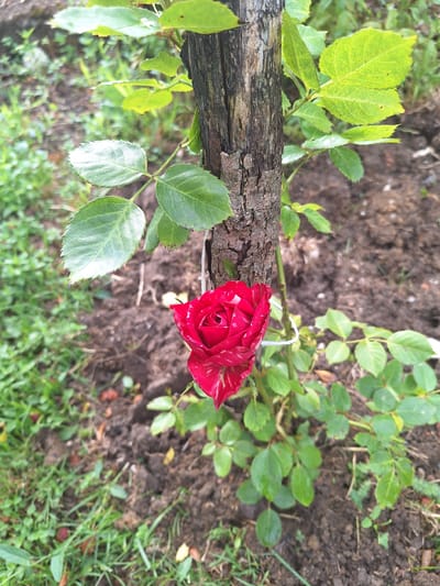 In Zeda Sazano, Georgia, a close-up, eye-level shot focuses on a single, vibrant red rose with white streaks, partially bloomed. The rose is positioned slightly left of center, nestled against the rough, textured bark of a vertical wooden stake. Green leaves, some with serrated edges, surround the rose and the stake, appearing lush and healthy. The background consists of dark, rich soil with scattered green grass and a few fallen leaves. The lighting suggests an overcast day, with soft, diffused light illuminating the scene. There are no people visible in the image.