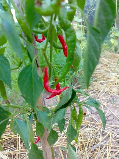 In Beinasco, Italy, a close-up, eye-level shot captures a chili pepper plant with several fruits. The plant, supported by a wooden stake, features numerous green leaves and branches laden with both green and red chili peppers. The ground surrounding the plant is covered with dried straw. The lighting suggests an outdoor setting, possibly a garden or agricultural field, with natural light illuminating the scene. The focus is sharp on the chili peppers and leaves in the foreground, while the background elements are softer and out of focus.