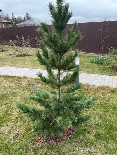 The image shows a young pine tree in a residential yard in Лесной Пейзаж Кп (шарапово), Russia. The tree is positioned on a lawn with patches of brown grass. A stone pathway borders the lawn, leading towards a brown fence. In the background, there is a house visible behind the fence, and the sky is overcast. The weather appears to be cold, possibly with light snow.