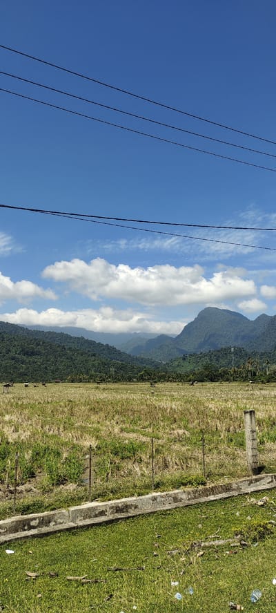 This image captures a rural landscape in Teungohblangmee, Indonesia. The scene is dominated by a vast, dry, golden-brown field in the foreground, likely a harvested rice paddy, stretching towards a backdrop of lush, verdant mountains. Several small, rudimentary structures, possibly shelters or huts, are scattered across the field. In the distance, the mountains are densely covered in trees, with hints of other peaks and valleys fading into the haze. The sky above is a vibrant blue, punctuated by fluffy white clouds. Three dark, thin power lines stretch horizontally across the top portion of the frame, indicating the presence of electricity infrastructure in the area. The lower edge of the image shows a strip of green grass with scattered debris, including plastic bottles.
