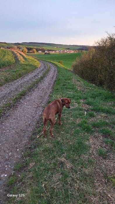 The image captures a rural landscape near Ottonville, France, at dusk or late afternoon. A reddish-brown, short-haired dog wearing a dark collar stands in the lower center-right on a grassy bank, its body angled slightly away from the camera, looking towards its right. A stick or branch lies on the ground near its rear legs. To the left of the dog, a gravel and dirt path, exhibiting tire tracks, curves from the lower-left foreground upwards and to the right, disappearing into the distance. On the left side of the path, an agricultural field with green vegetation and patches of yellow blossoms slopes upwards. The right side of the path is bordered by a steep grassy incline topped with dense, bare bushes. In the middle ground, across a valley, a cluster of houses forming a village is visible amidst expansive green fields. On a distant ridge in the background, several wind turbines are silhouetted against a light blue sky with hints of a lighter horizon.