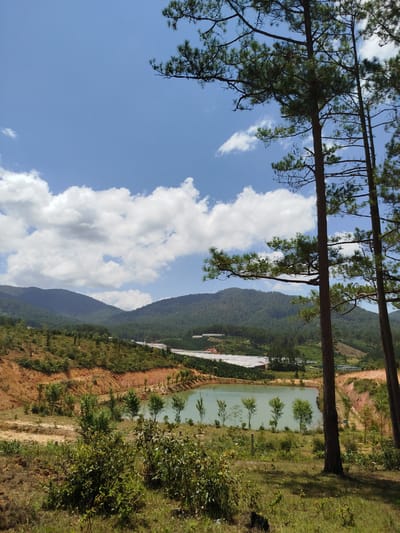 This is an outdoor, eye-level, landscape photograph taken on a sunny day in Lac Duong, Vietnam. In the foreground, a grassy area with some small bushes and fallen leaves is visible. Two tall pine trees with green needles stand on the right side of the image, their branches extending towards the sky. In the middle ground, there is a calm, greenish-blue body of water, likely a pond or small lake, with several small trees lining its edge. Beyond the water, a reddish-brown embankment rises, dotted with sparse vegetation. Further in the distance, rolling green hills covered in dense forest stretch across the landscape. In the far background, a bright white structure, possibly a greenhouse or agricultural building, is visible on the hillside. The sky above is a clear blue, with scattered white cumulus clouds. The scene depicts a rural, natural environment with some agricultural development.