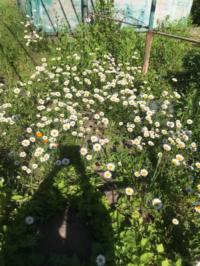 The image shows a patch of daisies growing near an old metal structure in an outdoor setting. The daisies are mostly white with yellow centers and are densely populated. There are some orange flowers interspersed among the daisies. The metal structure appears to be a fence or part of a frame, with some rust visible. The surrounding vegetation includes various types of green plants and grass. The location, Petrykiv, Ukraine, is not evident from the visual information.