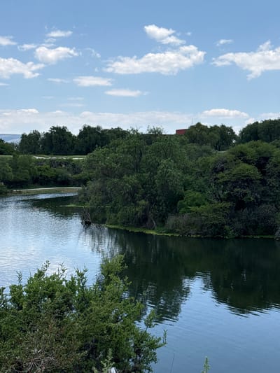 A tranquil landscape scene depicts a body of water, likely a river or lake, bordered by lush green trees under a bright sky. The sky, occupying the upper portion of the image, is a clear blue adorned with scattered, fluffy white cumulus clouds, suggesting fair weather.
The water surface is calm but features gentle ripples, effectively mirroring the blue sky and the dark green foliage of the trees lining its banks. Reflections of the clouds are also visible on the water.
The far bank is densely covered with a variety of green trees, creating a thick, verdant barrier. Among these trees, a small building or structure with a distinct red roof is partially visible, adding a touch of man-made presence to the natural setting. Along the water's edge on the far bank, a light-colored, possibly sandy or paved path or structure runs parallel to the water for a segment, and a fallen tree branch extends into the water from the bank. On the near side, closer to the viewer, more green foliage and bushes are present, partially framing the water.
The time of day appears to be daytime, likely late morning or afternoon, given the bright illumination and visible cloud formations. There is no explicit activity or event taking place, and no people or visible text are present in the image. The scene evokes a sense of peace and natural beauty, consistent with an outdoor setting such as Pueblo Nuevo de Jasso, Mexico.