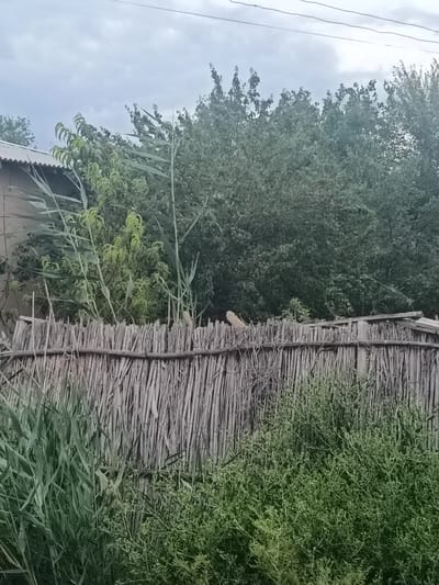 The image captures a weathered, vertically-aligned reed fence in the city of Altinkul, Uzbekistan. The fence is constructed from dried reeds, bound together by horizontal wooden supports, showing signs of age and wear. Behind the fence, lush green foliage and trees dominate the background, obscuring much of the environment. The sky above is overcast, with a few faint power lines visible near the top edge. To the left of the fence, a portion of a building with a corrugated roof is partially visible, suggesting a residential or utility structure. The foreground is filled with dense green vegetation, including tall grasses and low-lying bushes, some of which are growing through and around the fence itself. The scene appears to be an outdoor setting, likely a backyard or undeveloped area within the city. There are no people or animals visible in the image, and no specific actions or interactions are depicted.