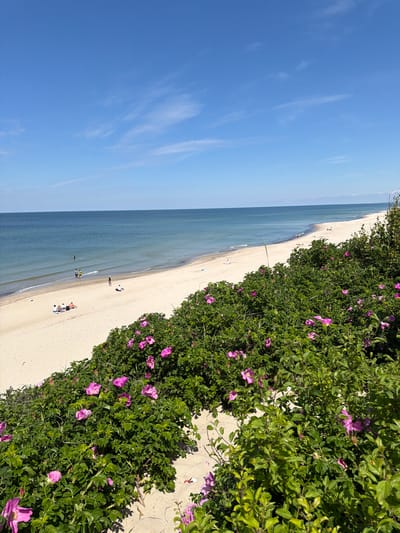 This is a photograph of a beach scene on a sunny day, likely in Morskoye, Russia, given the context. In the foreground, dense green bushes with pink flowers, possibly wild roses, line the edge of a sandy beach. The sand stretches out to meet the calm, blue sea, which is bordered by a clear blue sky with a few wispy clouds.
Several people are visible on the beach and in the shallow water. On the sand, a group of four people is seated on towels, while a lone individual lies on their back. Further down the beach, nearer to the water's edge, a few more individuals are standing or walking. In the sea, a person is wading in the shallow water. The overall impression is one of a tranquil summer day at the seaside.