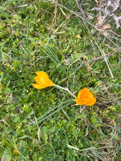 Two yellow-orange crocus flowers are present amidst a patch of green vegetation, located in Ostar Kamak, Bulgaria. One fully bloomed yellow crocus lies horizontally on the ground, its stem extending to the left. Adjacent to its right, a second, more compact, orange crocus bud stands upright on a short stem. The ground cover consists primarily of various green grasses and small, round-leafed plants resembling clover. In the upper right section of the frame, several thorny, dry, brown branches with withered leaves are intermingled with the grass. The scene is illuminated by natural light.