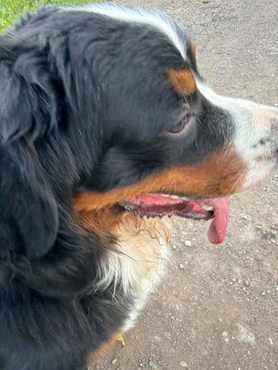 The image shows a close-up, side-profile view of a Bernese Mountain Dog in Чёрная, Russia. The dog is panting with its tongue hanging out. The dog's fur is black, white, and tan. The background consists of a dirt or gravel path with some green grass visible in the upper left corner. The lighting suggests an outdoor, daytime setting.