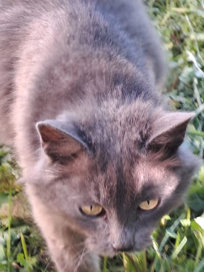 A close-up, slightly tilted image captures a grey domestic cat resting outdoors in a grassy area, likely a garden or yard, in daylight. The cat's back and head are the primary focus, seen from an elevated perspective. Its fur is a uniform blue-grey, appearing soft and well-groomed. The most striking features are its two bright amber-yellow eyes, which have distinct vertical slit pupils, indicating alertness. One ear is clearly visible, pointed upwards, while the other is partially obscured by its head.
The background consists of vibrant green grass and blurred foliage, suggesting a shallow depth of field that emphasizes the cat. The lighting is bright and natural, casting subtle highlights on the cat's fur and illuminating its expressive eyes. The cat appears calm and observant, possibly surveying its environment. No specific activity is depicted beyond resting and looking around. There are no other subjects, objects, or visible text in the frame. The scene conveys a moment of quiet natural observation, set in the outdoor environment of Полянки, Russia.
