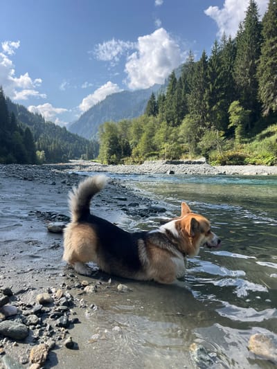 A Pembroke Welsh Corgi, tri-colored with black, tan, and white markings, is partially submerged in the shallow, clear water at the edge of a wide, rocky river. The dog is positioned with its rear body and hind legs in the water, its front paws on the sandy-gravelly bank, and its bushy tail raised over its back. Its head is turned to the right, facing towards the deeper river, with its tongue slightly extended. The river flows through a valley, flanked by steep, tree-covered mountains predominantly forested with conifers. The sky above is clear and blue with scattered white cumulus clouds. The scene is illuminated by bright daylight. This location is identified as the river in Reitlehen, Austria.