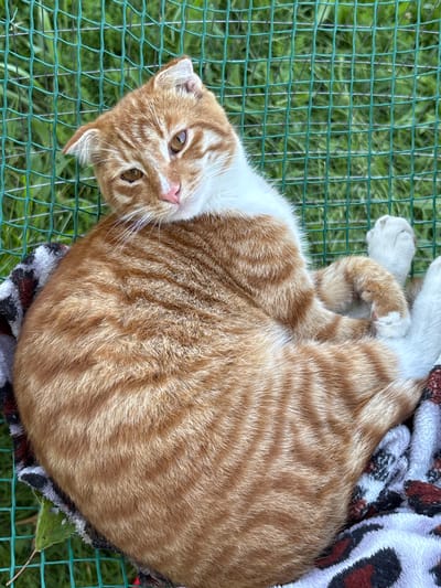 An orange and white tabby cat with folded ears is lying on a blanket with a leopard print pattern, resting against a green mesh fence. The cat is curled up, with its head tilted and resting on its paws. Its fur is a mix of orange and white, with distinct tabby stripes on its body. The background consists of green grass, partially obscured by the fence. The lighting suggests it is daytime. The location of Zubov, Russia is not discernible from the image.