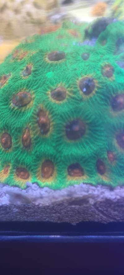 A close-up, overhead shot shows a brightly colored coral with a textured surface. The coral is primarily a vibrant green with numerous circular openings that are dark brown to black in the center and ringed with yellow. The surface of the coral displays a pattern of fine, raised ridges. The coral rests on a sandy substrate. The background is blurred, with hints of other corals or aquatic life visible in muted tones of yellow, brown, and green. The lighting appears to be from above, highlighting the details of the coral's structure. There are no people or actions visible in the image. The image is an underwater scene, likely from an aquarium or marine environment. The location of Loginovo, Russia, is not depicted or suggested by any elements within the image.