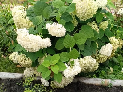 The image depicts a close-up view of a blooming white hydrangea bush. The bush is densely packed with large, fluffy flower heads, primarily in shades of white and pale green, interspersed with lush, green foliage. The hydrangea is situated in what appears to be an outdoor garden setting. In the foreground, a rough, concrete border separates the planting area from dark soil. A few sprigs of delicate green plants, possibly dill, are visible in the soil. The background shows a hint of a wooden fence and other greenery. The scene is likely in Tatysh, Russia, given the context provided. There are no people or animals visible in the image.