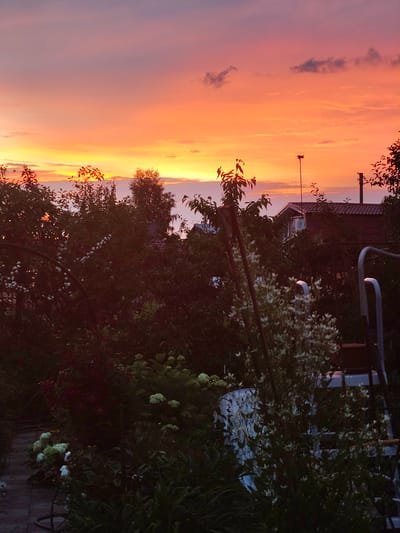 A photograph captures a sunset in Starosemeikino, Russia, with the sky transitioning through vibrant hues of orange, pink, and purple. Silhouetted against the colorful sky are the tops of trees and a residential building with a dark red roof. The foreground is dominated by dense foliage, including bushes with small white flowers and large green hydrangeas, partially obscuring a brick pathway. The scene is serene and appears to be a backyard or garden area, likely during twilight.