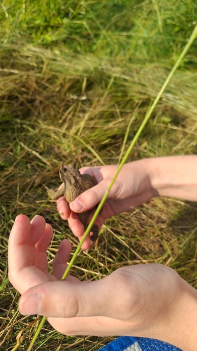 A close-up shot shows a person's hands holding a small, brown toad in a grassy outdoor environment. The toad is positioned in the right hand, facing left. The left hand is open, positioned below the toad. A thin green stem runs diagonally across the image, passing in front of the toad and the hands. The background is a blur of green and brown grass. The scene appears to be in the Навасвержанскі сельскі Савет, Belarus.