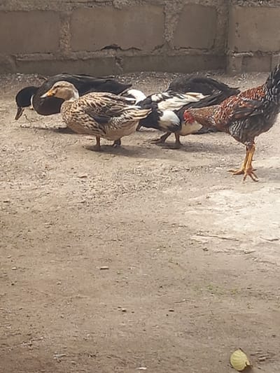The image depicts a group of fowl including chickens and ducks in Ojere, Nigeria. The fowl are standing on a dirt surface near a brick wall. One chicken is a mix of brown, black, and white with a reddish head and yellow legs. Below the chicken are ducks, some of which are black and white, and others are speckled brown and black. In the background is a dirt surface with a single leaf.