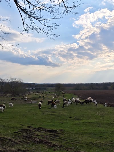 The image depicts a pastoral scene in Khrinivka, Ukraine. A large flock of sheep is grazing in a green pasture under a partly cloudy sky. Bare tree branches are visible in the upper left corner. In the background, a row of trees borders a field, and a building is partially visible among the trees. The foreground shows tilled earth.