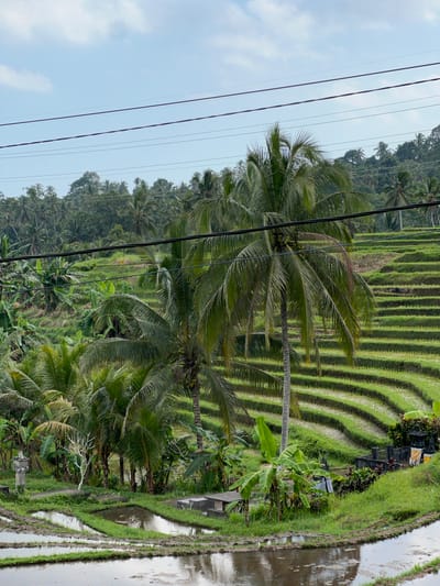 This is a photograph of the Tegallalang rice terraces in Selemadeg Barat, Indonesia. The image captures tiered rice paddies, lush with greenery, that cascade down a hillside. Several tall coconut palm trees, some laden with coconuts, are prominent in the foreground and midground, their fronds casting shadows. Banana trees with their broad leaves are also visible amongst the palms. In the lower section of the image, the water-filled rice fields reflect the sky and surrounding vegetation. A small concrete structure, possibly a shrine or decorative element, is situated to the left of the frame. Electrical wires crisscross the upper portion of the image, obscuring a portion of the sky, which is partly cloudy. The overall scene depicts a quintessential tropical agricultural landscape.