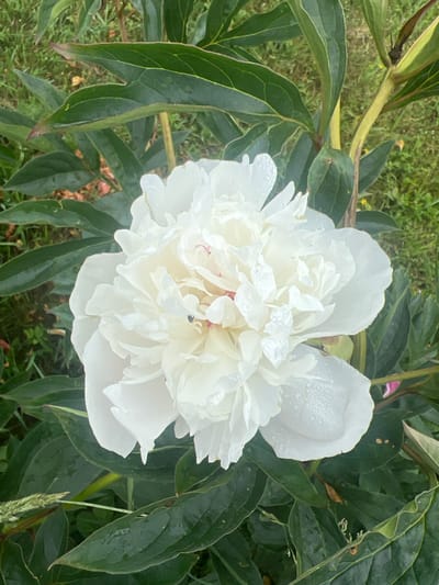 A close-up, top-down view of a white peony in full bloom, set against a backdrop of lush green foliage and grass. The peony's petals are densely packed, creating a fluffy, voluminous appearance, and are speckled with small water droplets, suggesting recent rain or dew. A tiny black insect is visible on one of the inner petals, adding a touch of subtle detail to the scene. The leaves of the peony are a deep, vibrant green, some with a slight reddish tint at the edges. The background shows hints of dry grass and some lighter green vegetation, indicating an outdoor garden setting. The image appears to have been taken in Astori, Latvia, likely during the late spring or early summer months when peonies are in season.
