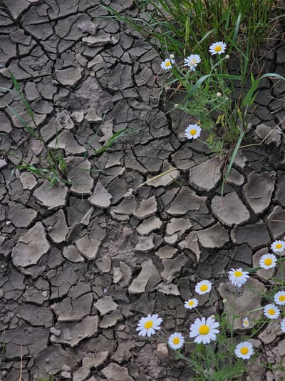 The image depicts a parched, cracked earth surface, indicative of extreme drought conditions. The cracked earth is primarily gray. Patches of green grass and small white daisies are interspersed throughout the frame, suggesting some persistence of life amidst the aridity. The location is Dobri Dol, Bulgaria. No people, actions, or interactions are visible.