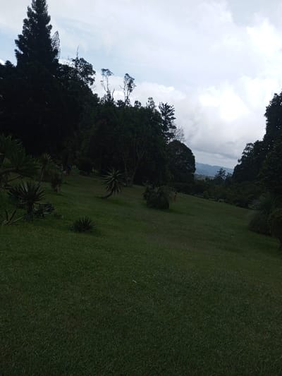 The scene depicts an expansive, sloping grass lawn within a park or garden, located in Pachmarhi, India. The foreground and midground are covered in dark green, closely cut turf, dotted with several spiky, succulent-like plants and low, rounded bushes. A dense line of dark green trees, including a tall coniferous specimen on the far left, borders the upper and lateral sections of the grassy slope. In the distant background, a mountainous or hilly landscape with faint signs of urban development is visible under an overcast, cloudy sky. Three indistinct human figures are present on the grassy slope. One individual, wearing light-colored clothing, stands in the mid-ground on the right side, adjacent to a bushy plant. Two additional figures are positioned further up the slope on the left, near the treeline. No specific actions or interactions are discernible among the individuals.
