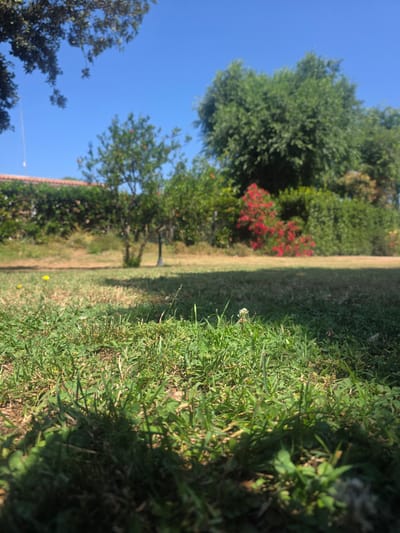 The image depicts a ground-level view of a lawn in a garden with a clear blue sky above. In the foreground, lush green grass and clover are visible, with a small white flower in the center. The middle ground features dry patches of grass, a small tree, and a hedge with bright red flowers. In the background, mature trees and a terracotta-tiled roof are discernible. The scene is outdoors and appears to be a sunny day. The image was taken in Ladispoli, Italy.