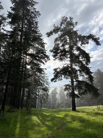 This is a photograph of a forest in Yundola, Bulgaria. Tall pine trees dominate the scene, with their dark green needles silhouetted against a cloudy sky. Sunlight filters through the canopy, casting dappled shadows on the lush green grass that covers the forest floor. A faint mist or haze hangs in the air, particularly in the background, adding a sense of depth and atmosphere. The path visible in the foreground suggests a cleared trail through the woods. The overall impression is one of a peaceful, natural landscape.