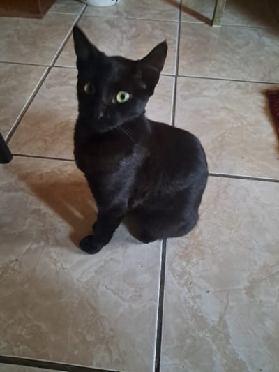An indoor scene in Mitchells Plain, South Africa, features a single black cat positioned centrally on a light-colored tiled floor. The cat, with solid black fur and prominent green-yellow eyes, sits upright, facing slightly left of the camera and looking directly forward. Its front paws are tucked together, and its hindquarters are obscured beneath its body. A distinct shadow is cast behind and to the left of the cat. The floor comprises square, light beige or off-white ceramic tiles with a subtle marbling pattern, separated by dark gray grout lines. In the background, partially visible objects include a blurred light-colored container in the upper left, a dark vertical object on the far left, and a small segment of a red textile, possibly a rug, on the far right. No human subjects or explicit interactions are depicted.