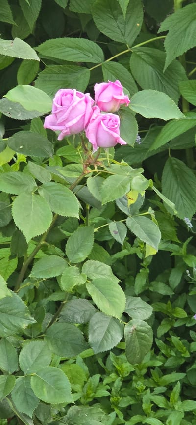 The image shows a close-up view of three pink roses against a backdrop of lush green foliage. The roses are the primary subjects, with their petals softly unfurling. The leaves surrounding the roses are varied in size and shape, creating a dense, natural environment. Small, delicate purple flowers are also visible interspersed within the greenery in the background. The lighting suggests it is daytime, with a soft, natural light illuminating the scene. The overall impression is one of a tranquil garden setting. The image does not provide any specific information about the city of Kalchevo, Bulgaria, or any individuals present.