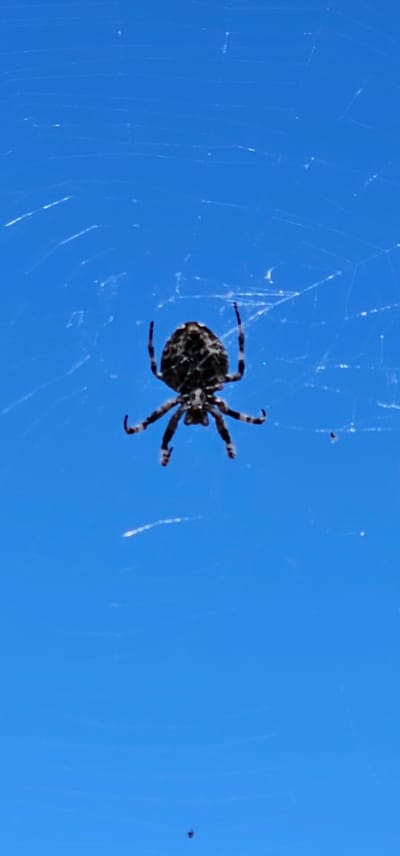 An orb-weaver spider is suspended in its web against a bright blue sky. The spider, dark in coloration with lighter markings on its abdomen and legs, is positioned in the center of the frame. Its legs are spread outwards, and its body is oriented upwards. The web, finely spun and delicate, stretches across the background, catching the light in a network of thin threads. The overall scene is outdoors, with the clear blue sky suggesting a daytime setting. There is no indication of the specific location within the city of Dol, Croatia, beyond it being an outdoor environment.