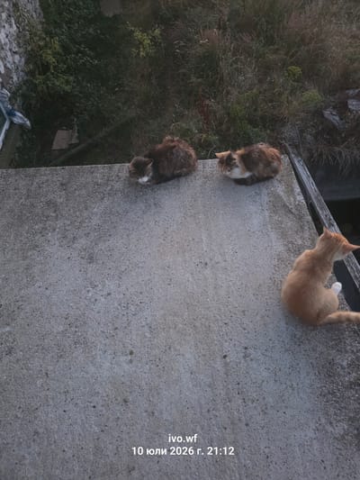 The image depicts three cats on a concrete surface, likely a rooftop or elevated walkway. Two cats are lying down, one in the upper left with dark brown and white fur, and another in the upper right with reddish-brown and white fur. A third cat, entirely ginger-colored, is sitting further to the right, facing away from the camera. The background consists of overgrown vegetation and some weathered wooden structures. The scene is captured from a high angle looking down. Text overlays indicate "ivo.wf" and "10 юли 2026 г. 21:12", suggesting the date and time as July 10, 2026, at 9:12 PM. The location is stated to be Chal, Bulgaria.