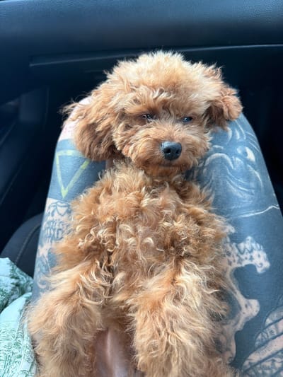 A small, fluffy, brown dog with curly fur is the central subject of the image, resting on its back or side. The dog, possibly a poodle or doodle, has dark eyes and a black nose, looking gently towards the camera with a relaxed expression. It appears to be lying on a person's lap or arm, which is heavily tattooed with intricate dark patterns.

The setting appears to be inside a vehicle, with parts of a dark car interior visible on the left and upper left side of the frame. A glimpse of a light-colored fabric with a green pattern, possibly a blanket or cushion, can be seen at the bottom right. The natural lighting suggests it is daytime. The dog's comfortable posture indicates it is either sleeping or resting peacefully. No text is visible within the image. The scene takes place within the context of Monopoli, Italy.