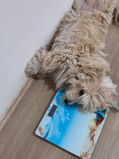 A fluffy, light-colored dog is lying on a floor next to a scale. The dog is resting its head on the scale, which has a decorative design of a beach scene with water, sand, seashells, and starfish. The dog's fur is curly and appears soft. The floor is made of wood-patterned laminate in the area where the scale is placed, transitioning to a lighter colored floor in another section. The scale has a small dark rectangular display. The lighting suggests it could be daytime, possibly indoors. The overall scene appears calm and domestic. There is no visible text in the image.