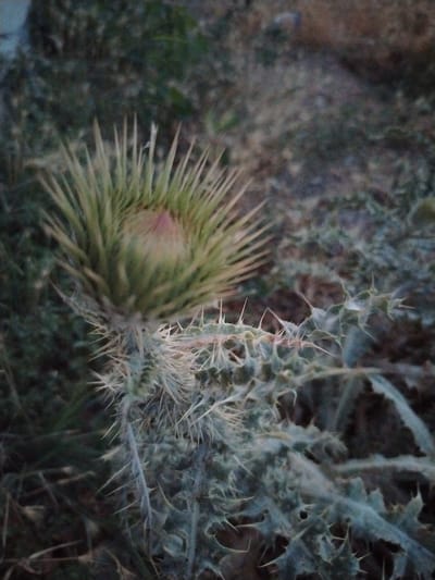 The image shows a close-up of a thorny plant with a bud. The plant has long, sharp spines covering its stems and leaves. The bud is light green with hints of pink at the tip. The background is blurred and appears to be dry, dusty ground with some sparse vegetation. The scene is outdoors, likely in a natural or uncultivated area. The lighting suggests it could be early morning or late evening, as the light is subdued. There are no people or animals visible in the image.